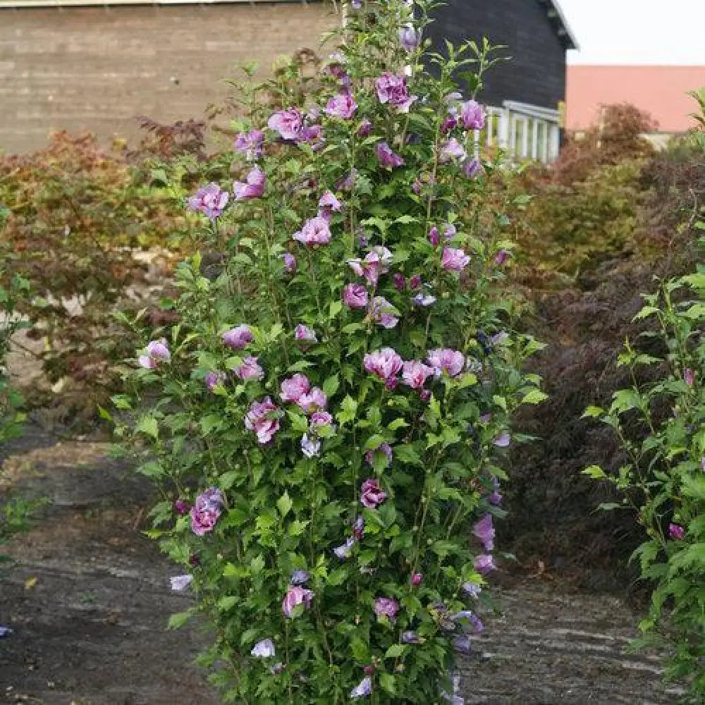 Purple Pillar® Rose of Sharon Shrub