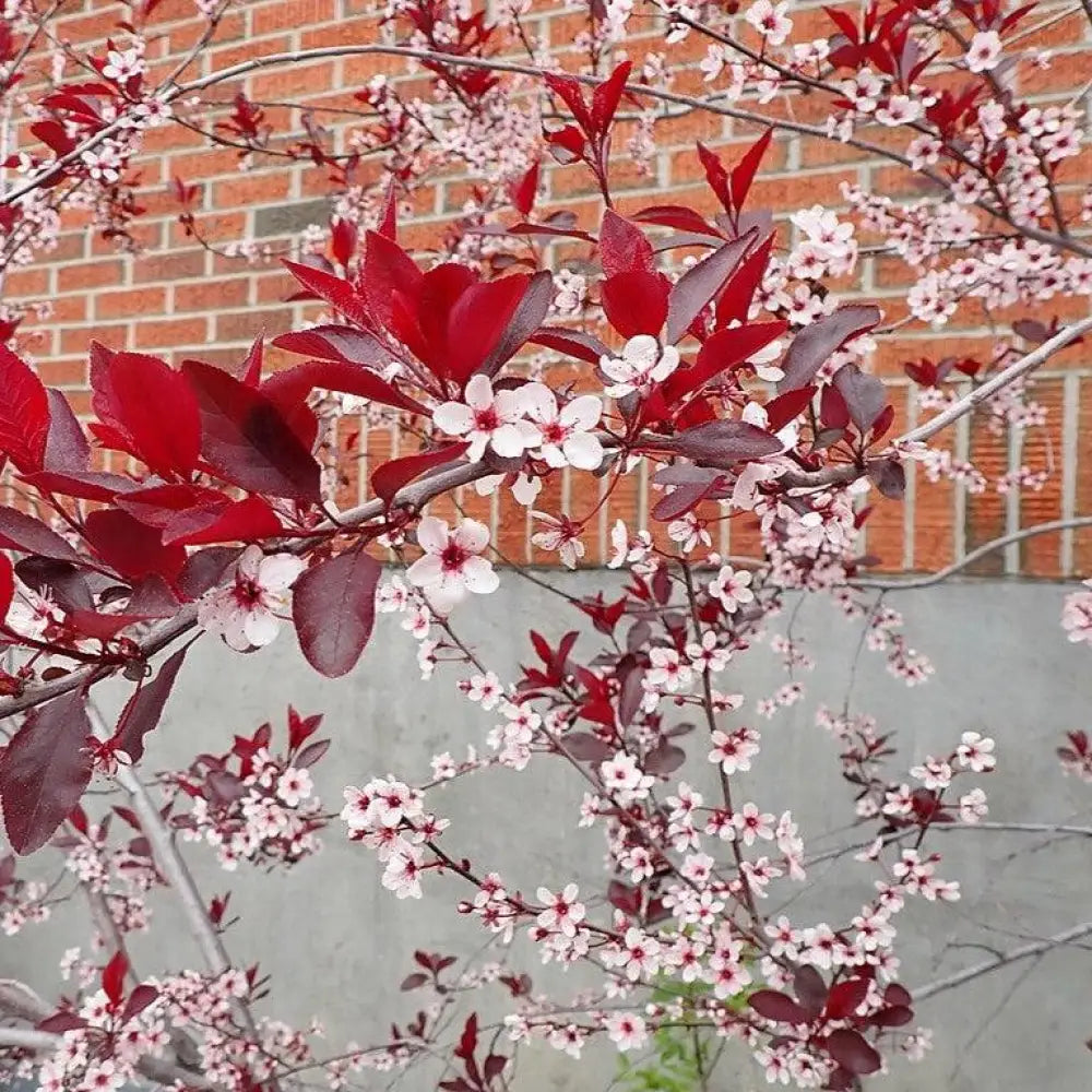 Purpleleaf Sandcherry 3 GALLON Shrub