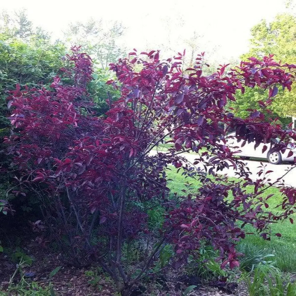 Purpleleaf Sandcherry 3 GALLON Shrub