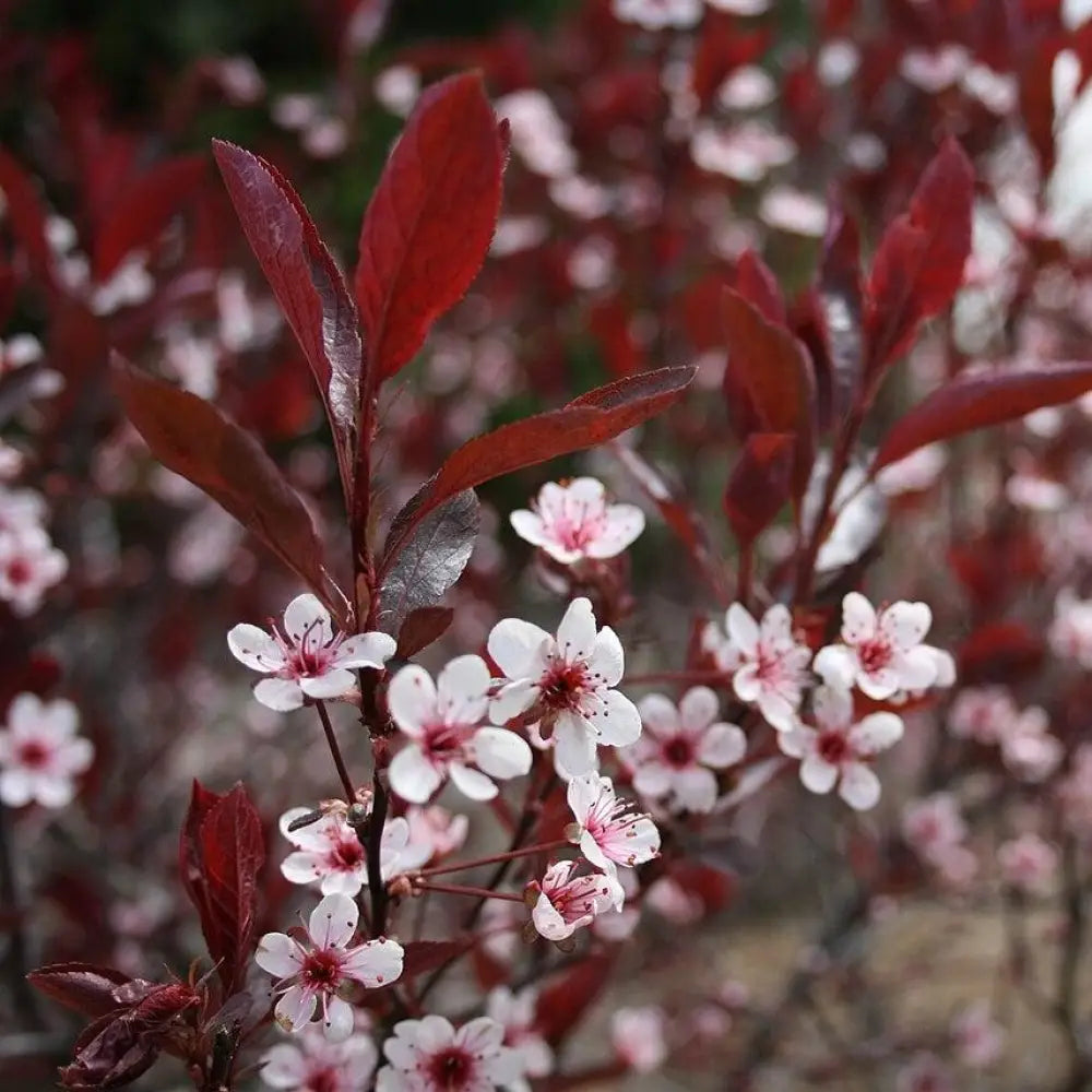 Purpleleaf Sandcherry 3 GALLON Shrub