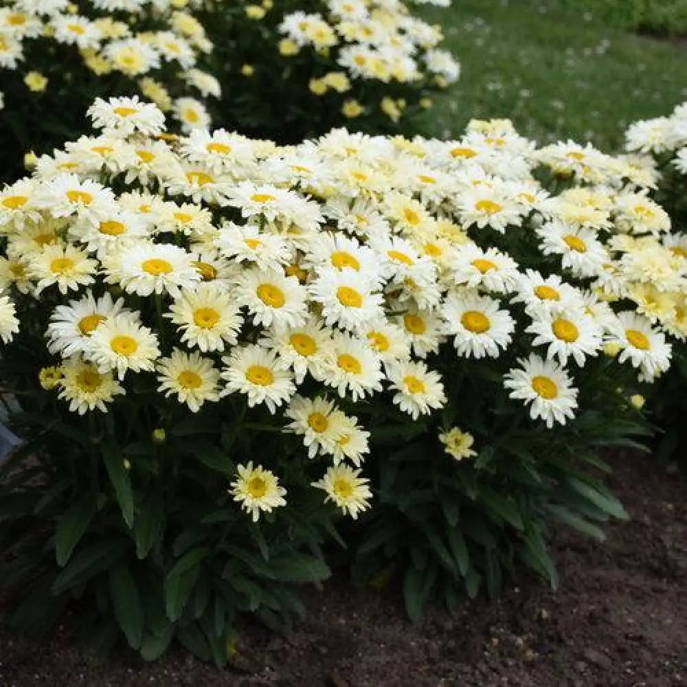 PW® Amazing Daisies® Banana Cream II Shasta Daisy 1 GALLON Perennial