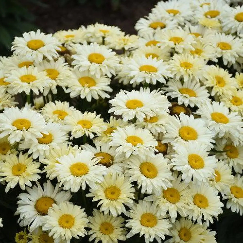 PW® Amazing Daisies® Banana Cream II Shasta Daisy 1 GALLON Perennial