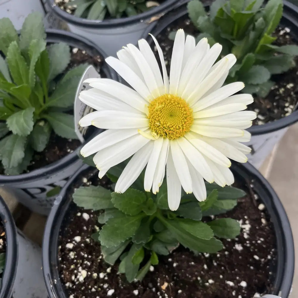 PW® Amazing Daisies® Banana Cream II Shasta Daisy 1 GALLON Perennial