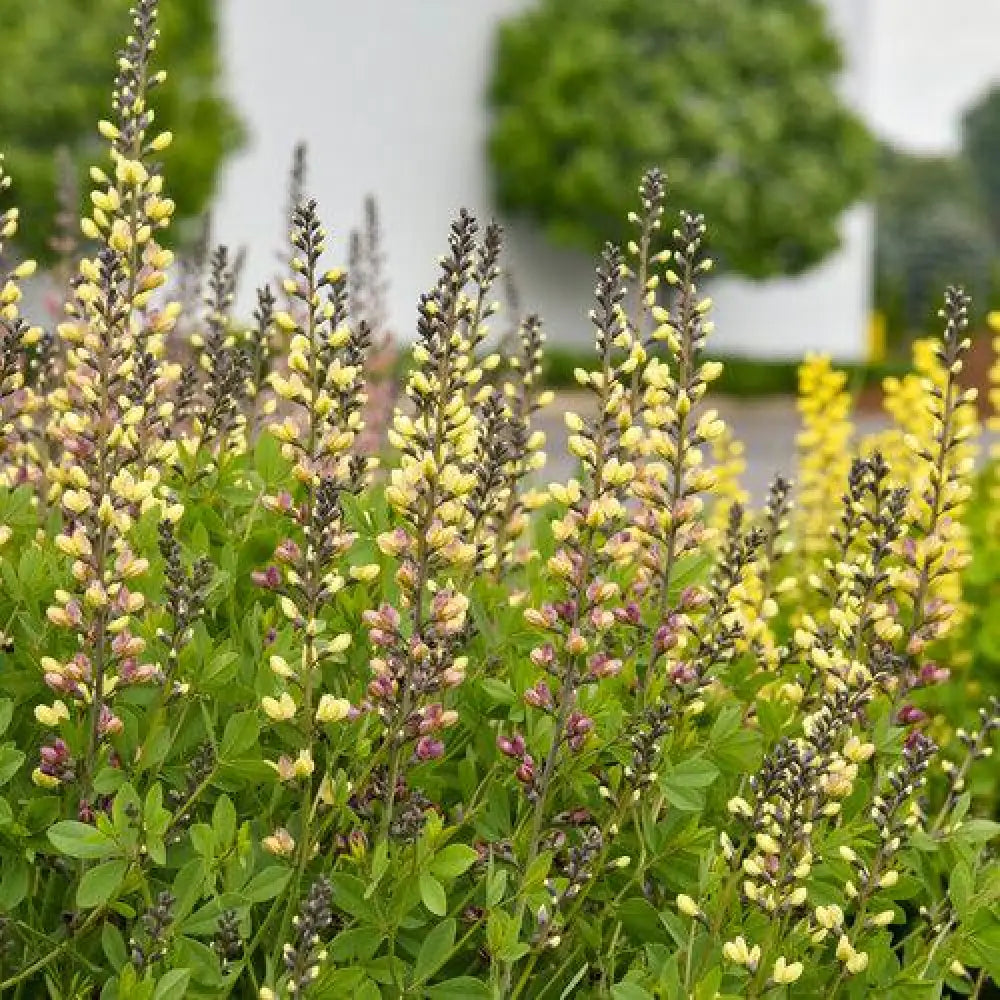 PW® Decadence® Deluxe Pink Lemonade False Indigo Perennial