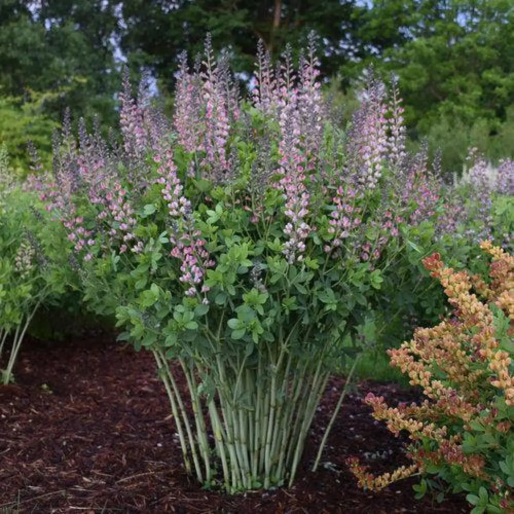 PW® Decadence® Deluxe Pink Truffles False Indigo 1 GALLON Perennial