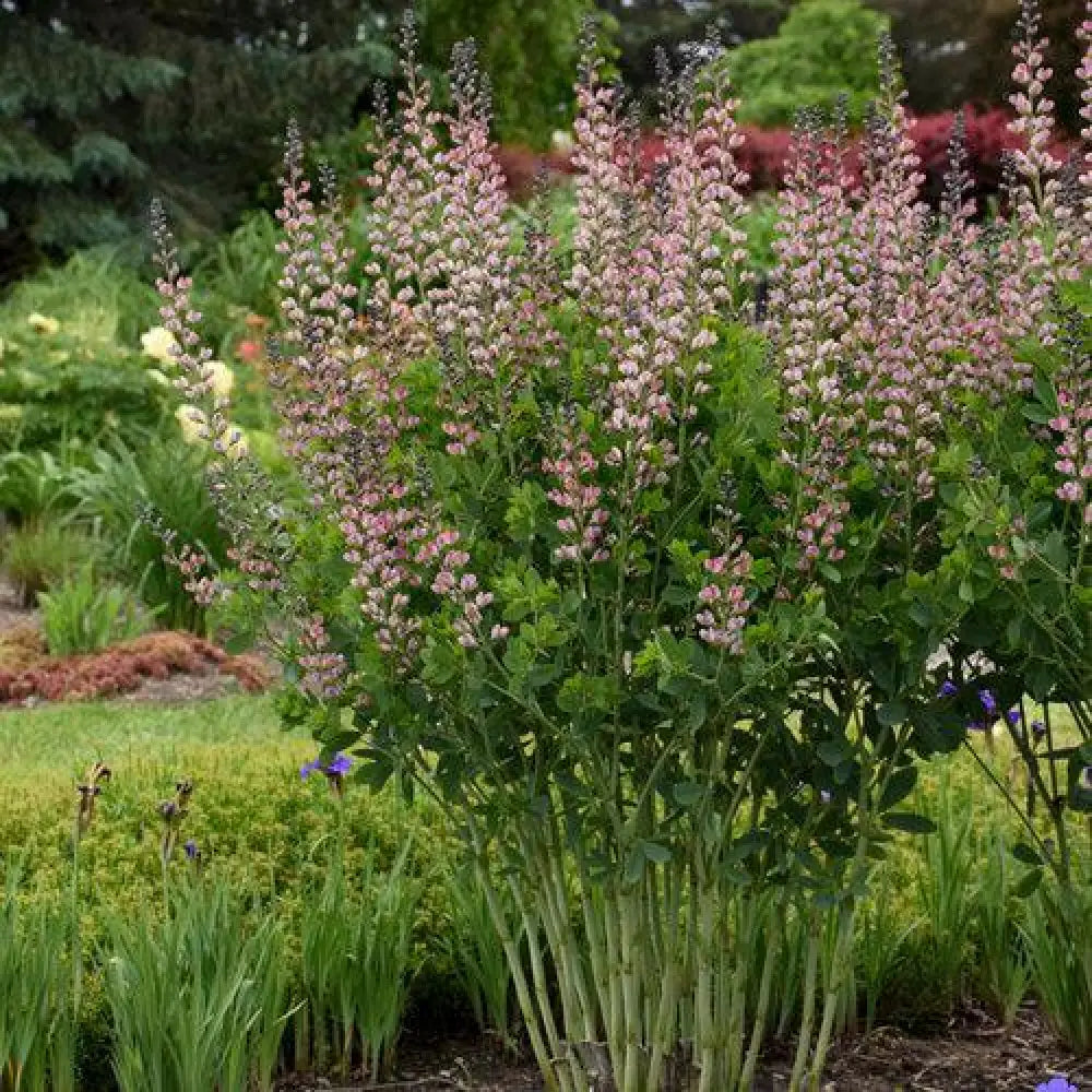 PW® Decadence® Deluxe Pink Truffles False Indigo 1 GALLON Perennial