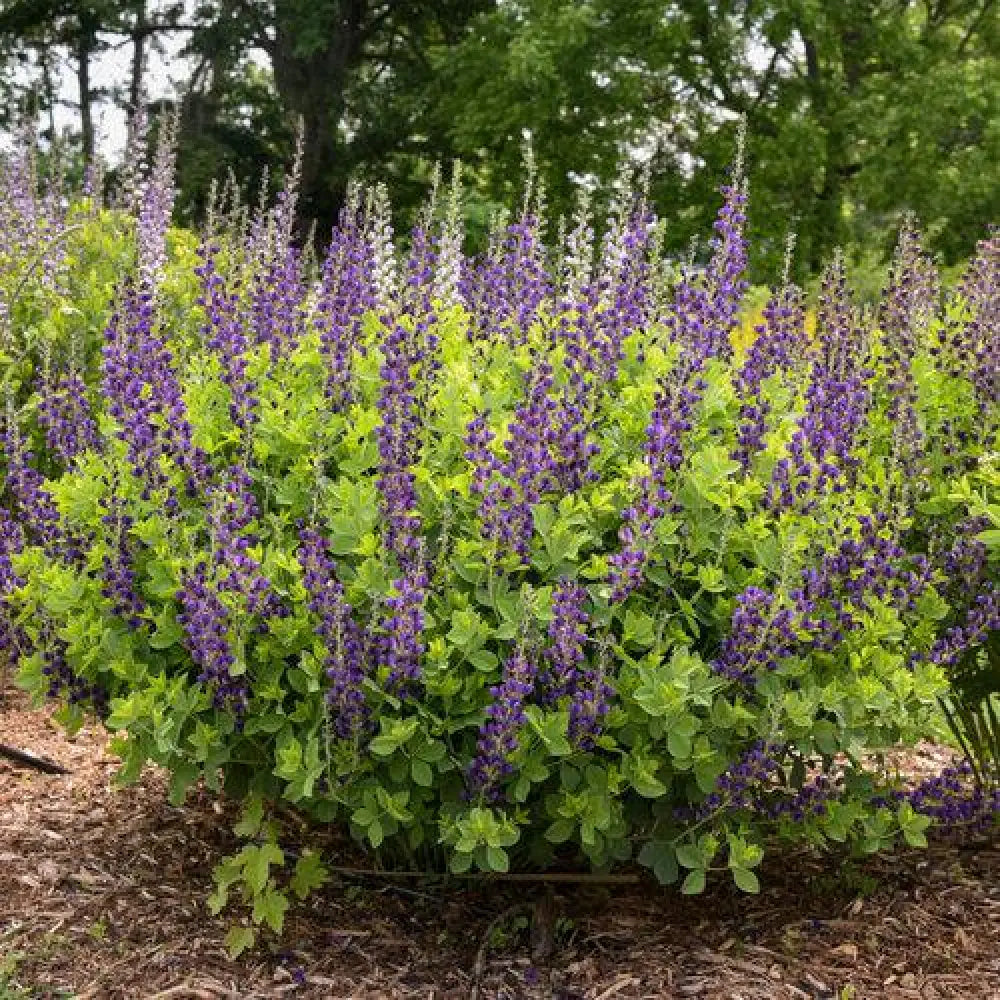 PW® Decadence® Sparkling Sapphires False Indigo 1 GALLON Perennial