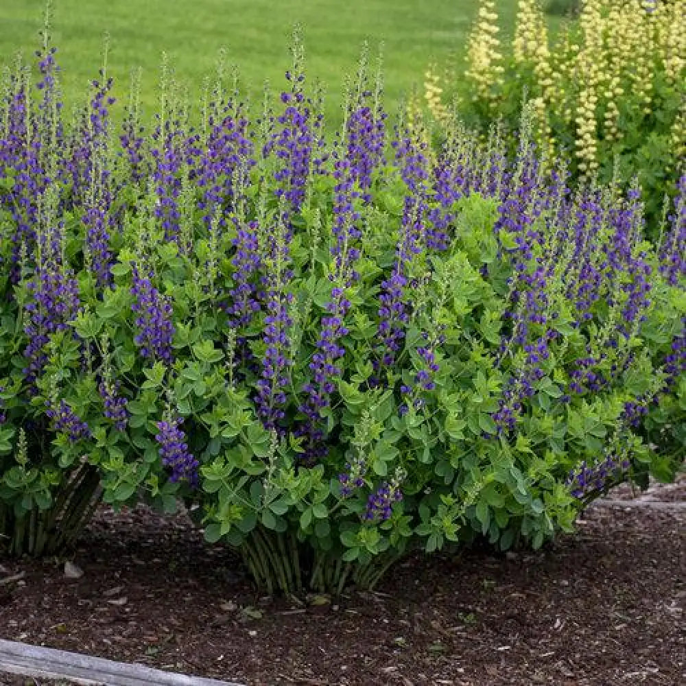 PW® Decadence® Sparkling Sapphires False Indigo 1 GALLON Perennial