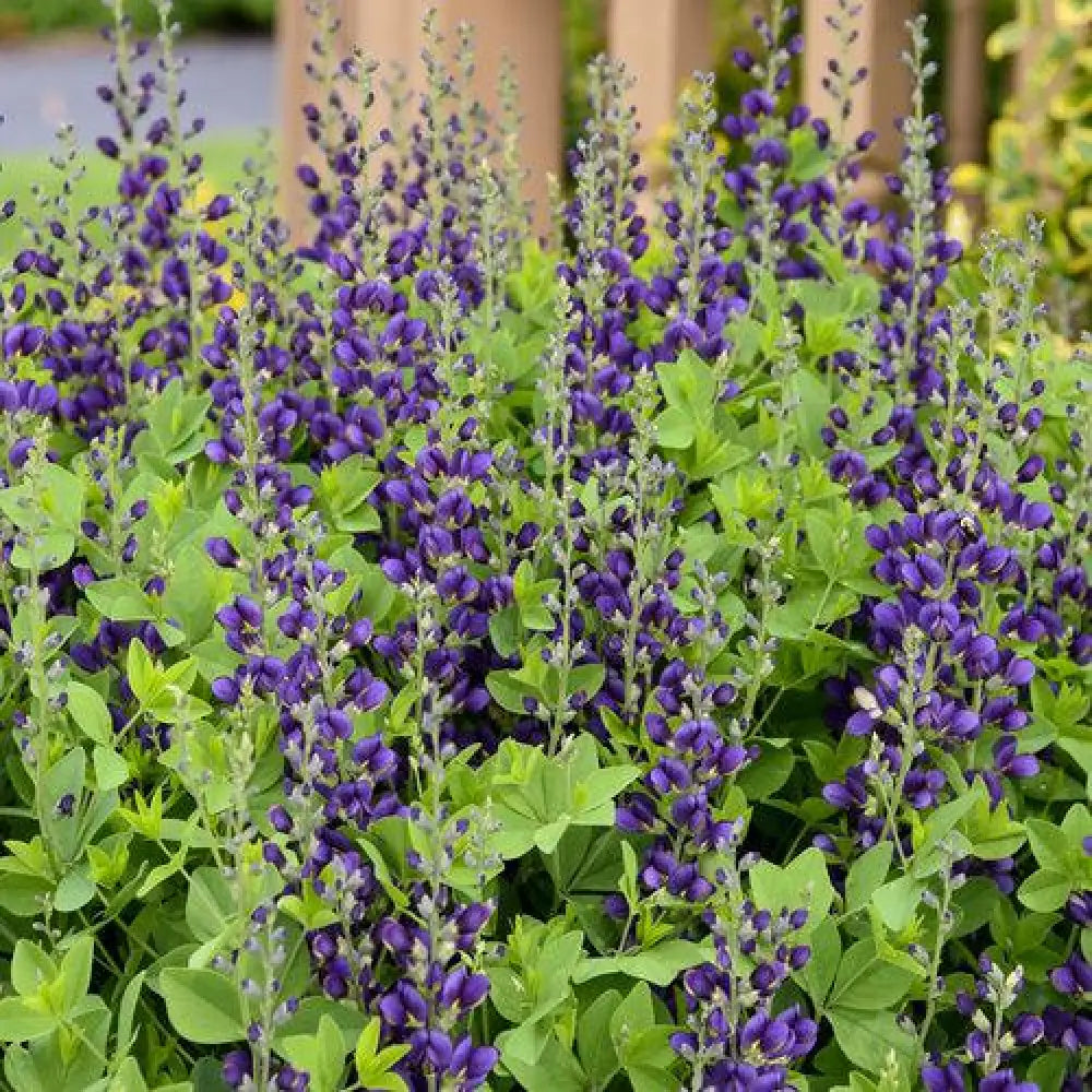PW® Decadence® Sparkling Sapphires False Indigo 1 GALLON Perennial