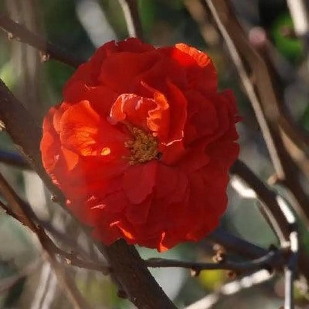 PW® Double Take™ Orange Flowering Quince Shrub