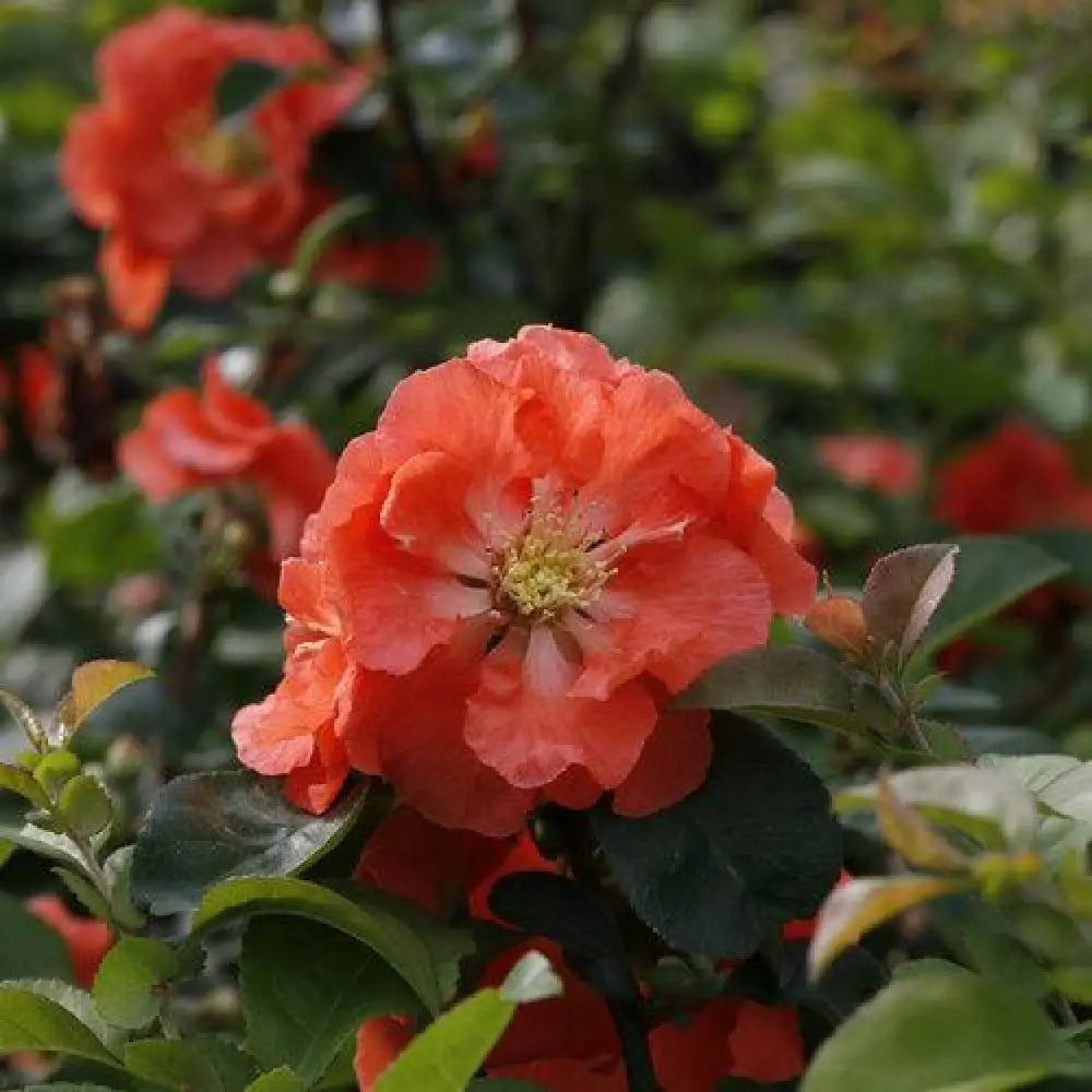 PW® Double Take™ Peach Flowering Quince 2 GALLON Shrub