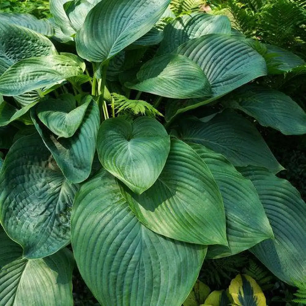 PW® Shadowland® Empress Wu Hosta 1 GALLON Perennial