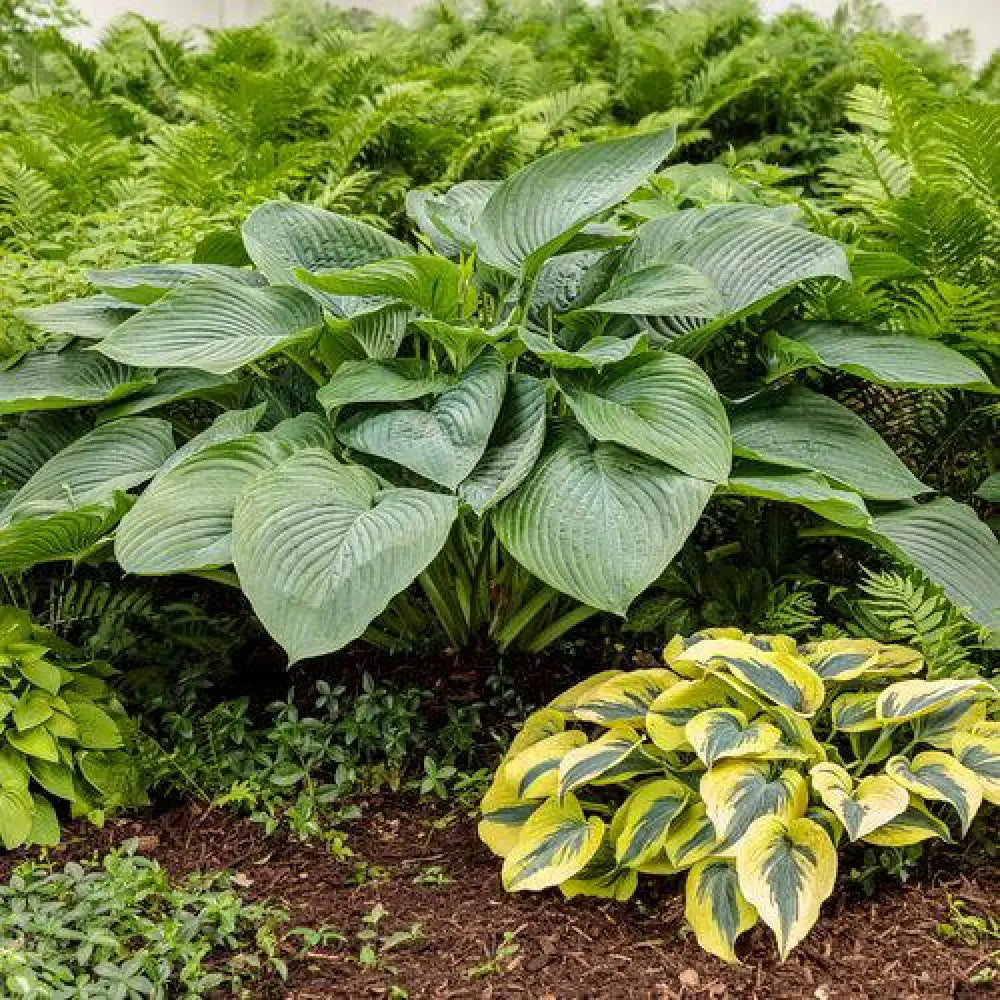 PW® Shadowland® Empress Wu Hosta 1 GALLON Perennial