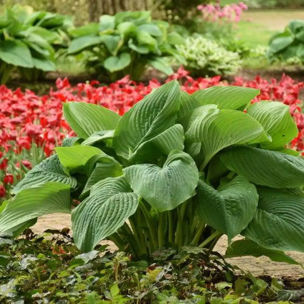 PW® Shadowland® Empress Wu Hosta 1 GALLON Perennial