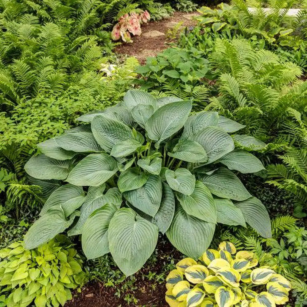 PW® Shadowland® Empress Wu Hosta 1 GALLON Perennial