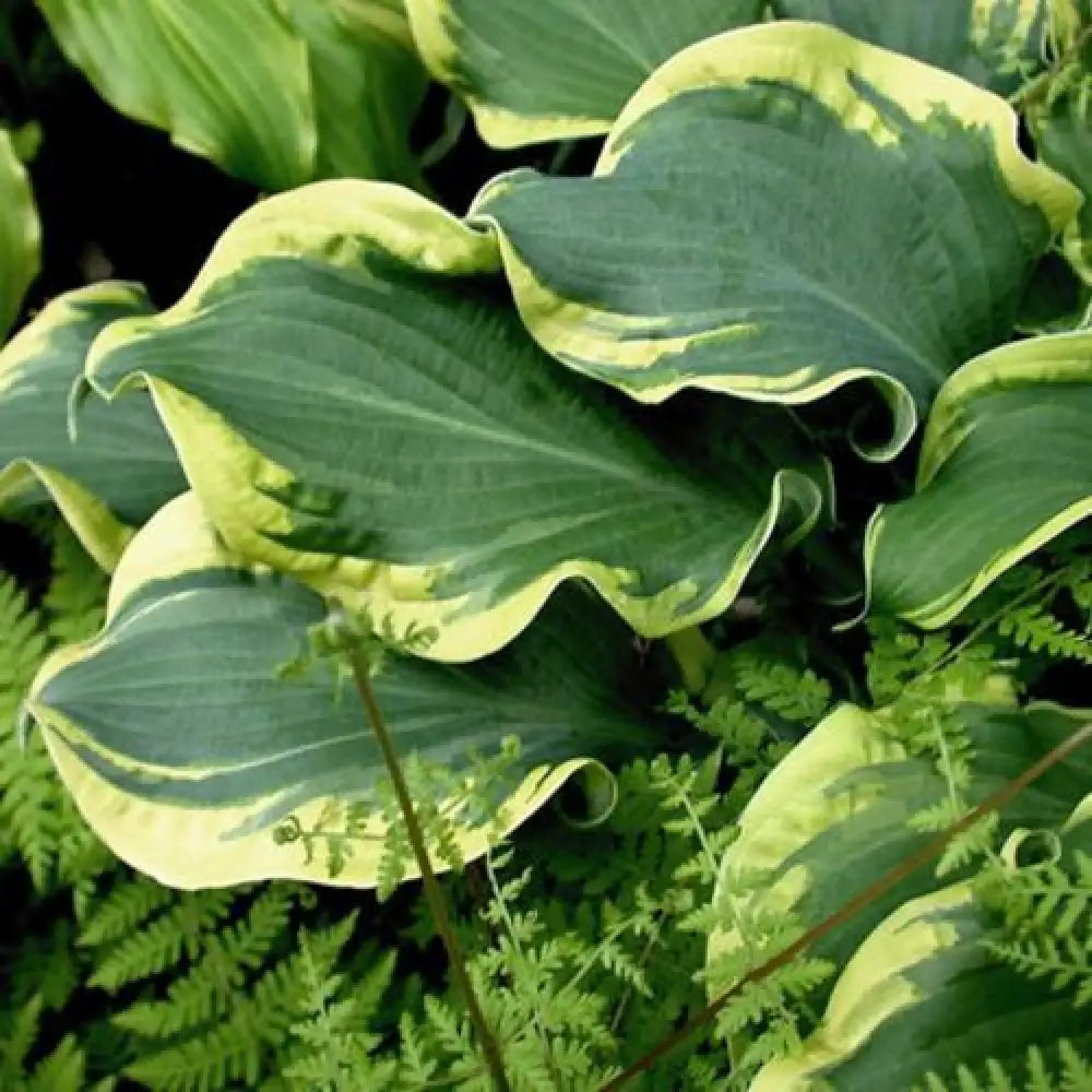 PW® Shadowland® Wheee! Hosta 1 GALLON Perennial
