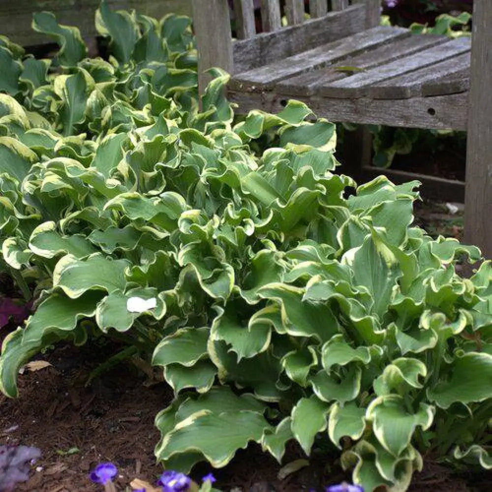 PW® Shadowland® Wheee! Hosta 1 GALLON Perennial