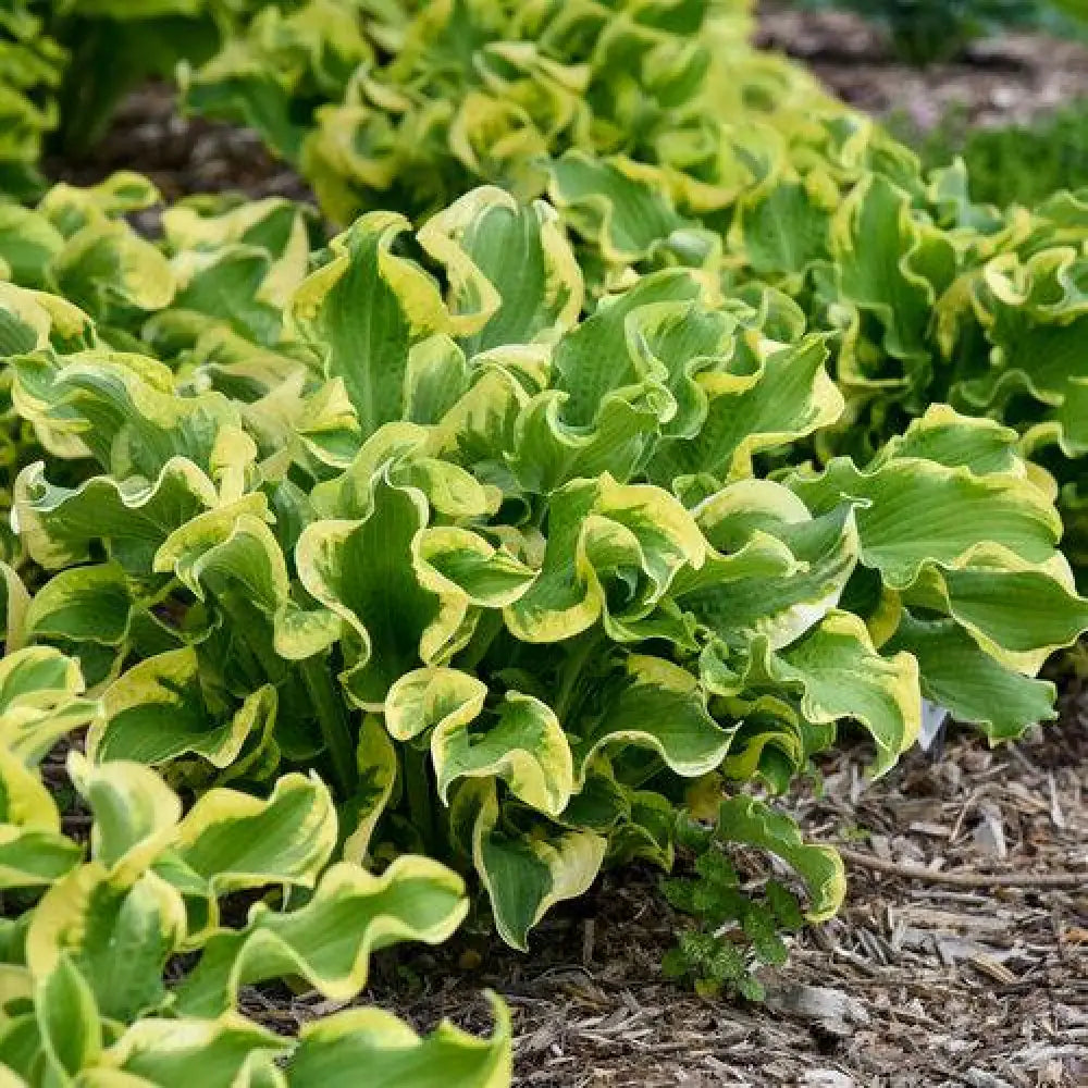 PW® Shadowland® Wheee! Hosta 1 GALLON Perennial