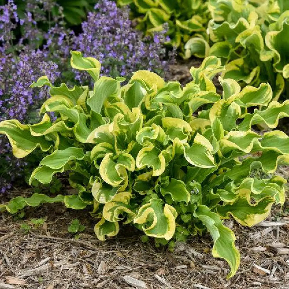PW® Shadowland® Wheee! Hosta 1 GALLON Perennial