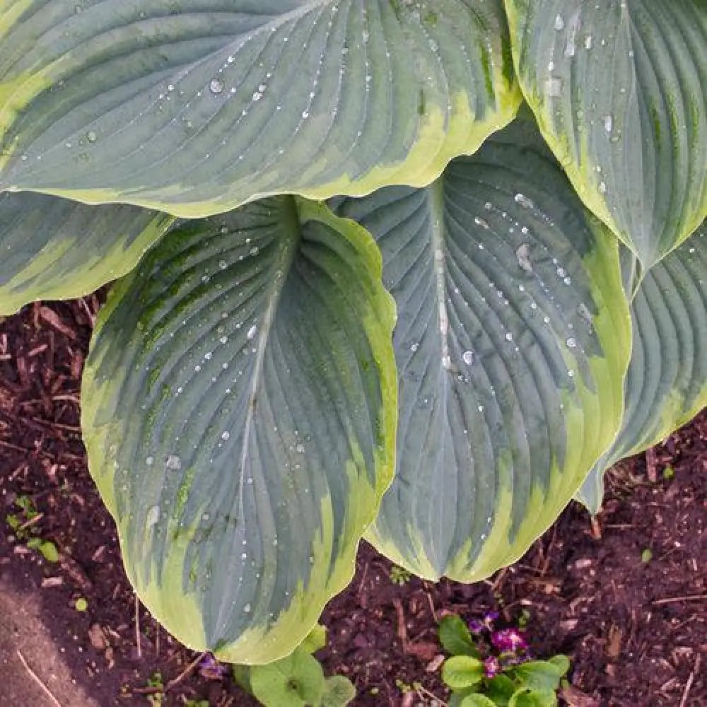 PW® Shadowland® Wu-La-La Hosta 1 GALLON Perennial