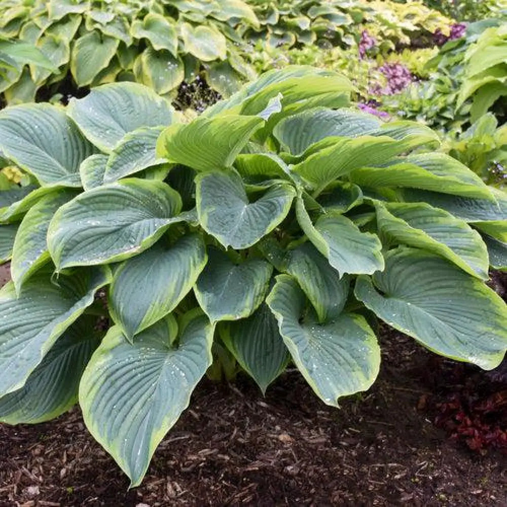PW® Shadowland® Wu-La-La Hosta 1 GALLON Perennial