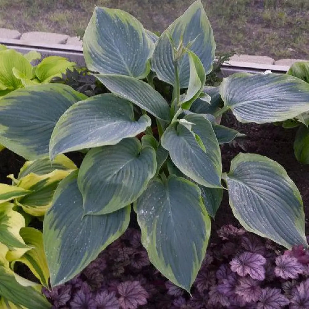 PW® Shadowland® Wu-La-La Hosta 1 GALLON Perennial