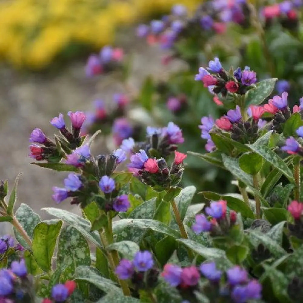 PW® Spot On Lungwort 1 GALLON Perennial