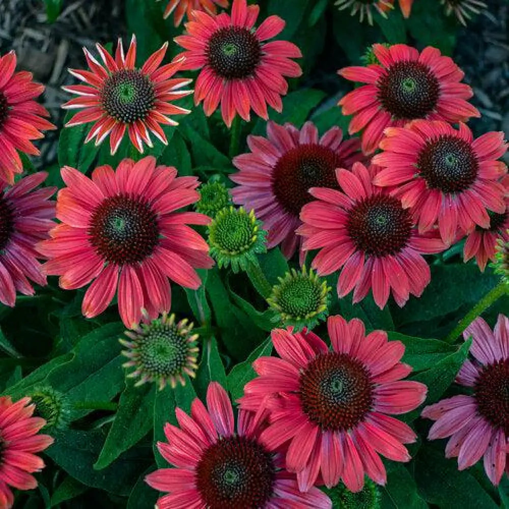 PW® Summersong™ Firefinch™ Coneflower 1 GALLON Perennial