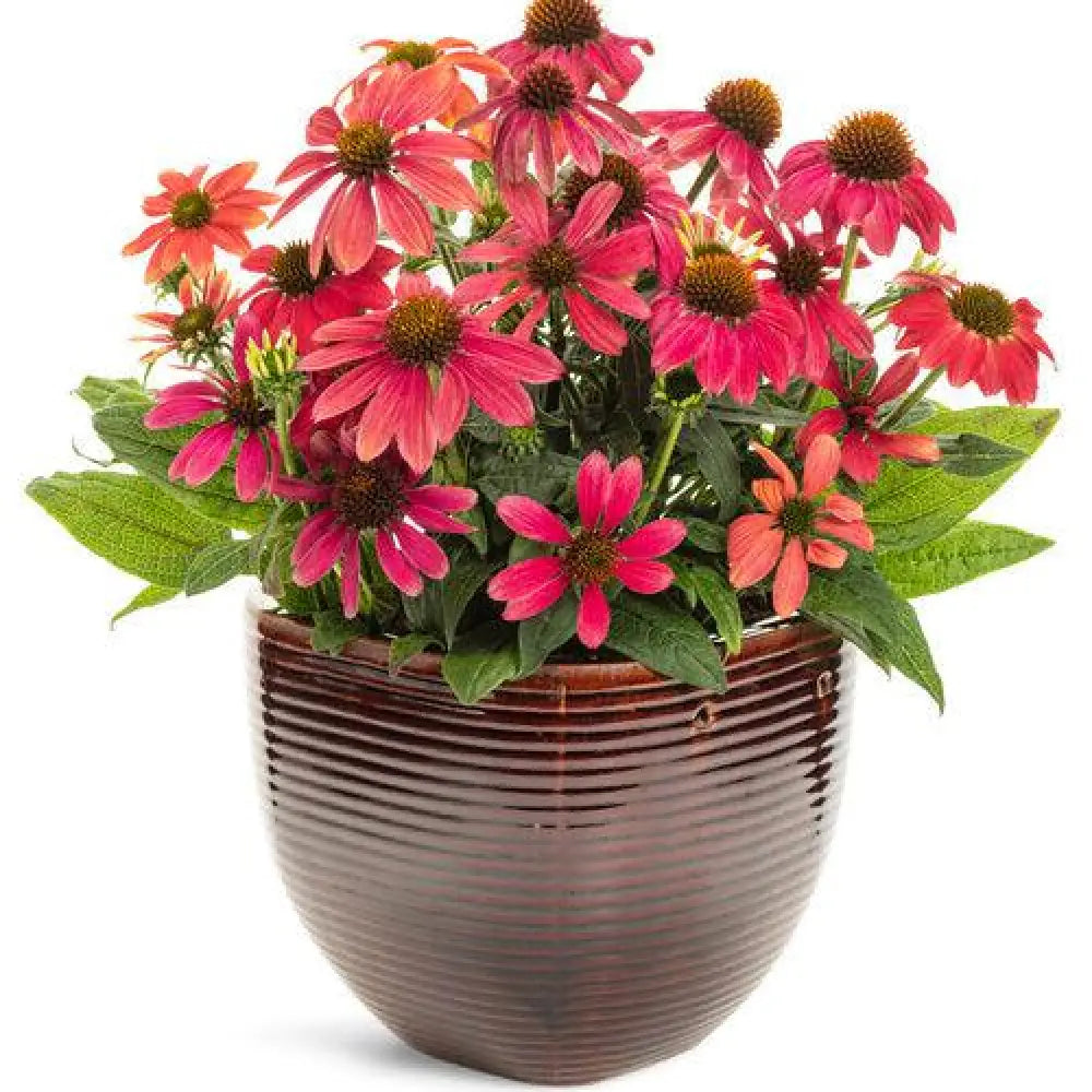 PW® Summersong™ Firefinch™ Coneflower 1 GALLON Perennial