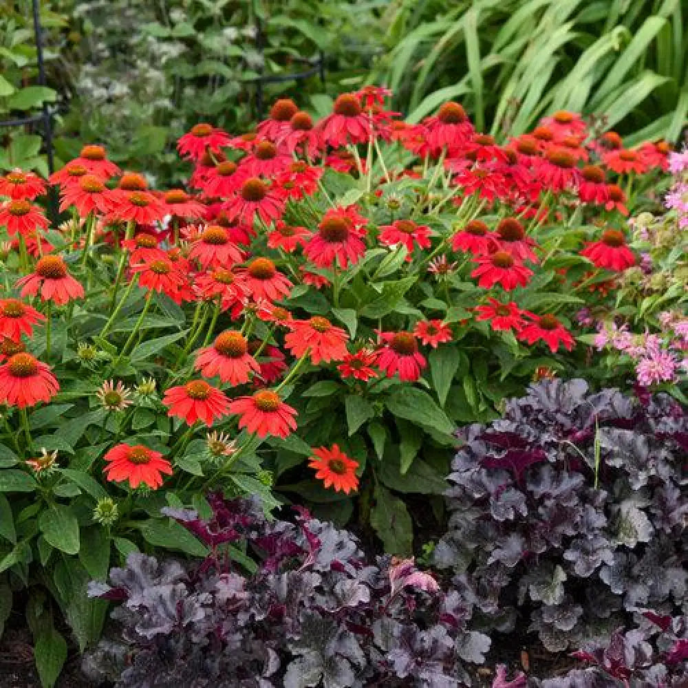 PW® Summersong™ Firefinch™ Coneflower 1 GALLON Perennial