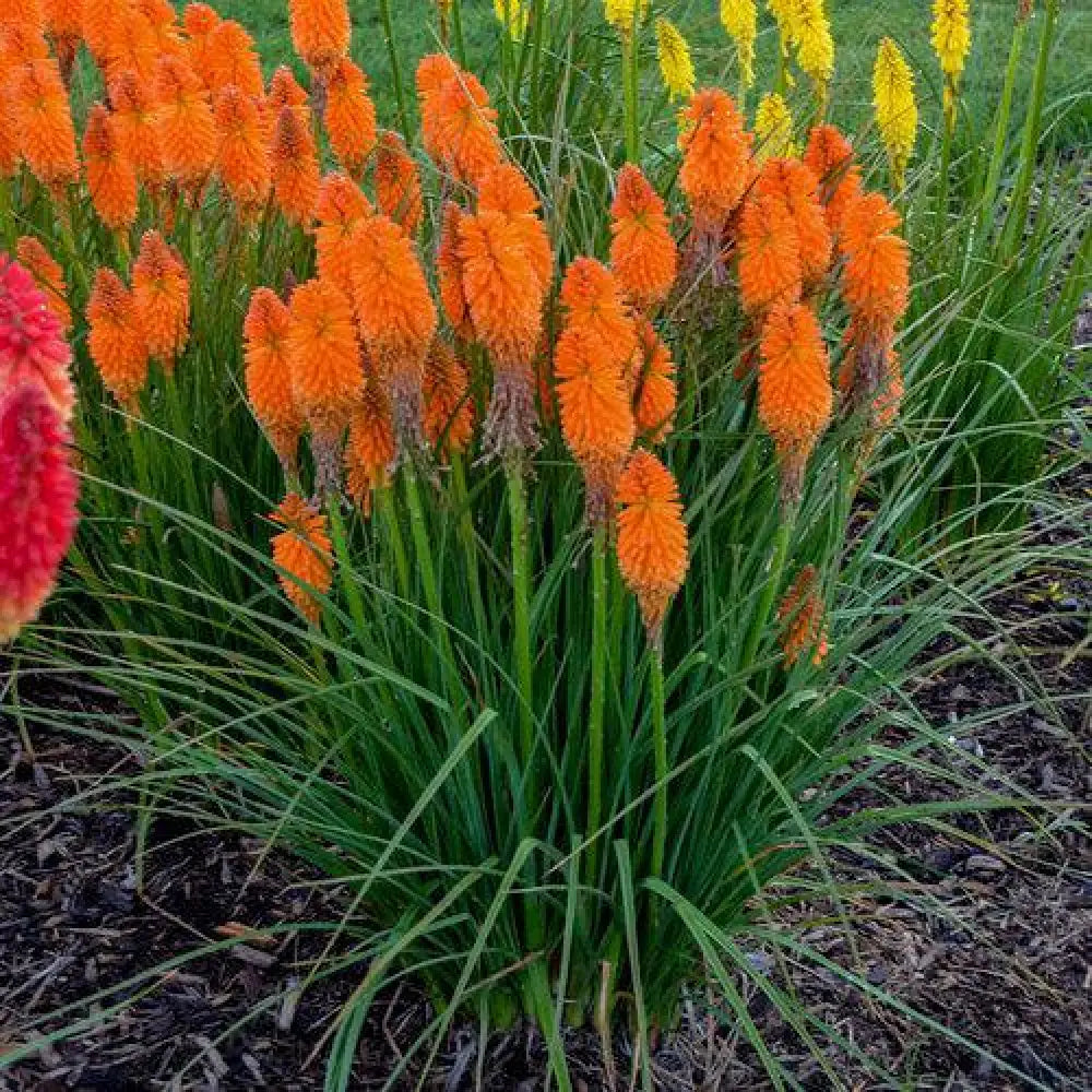 Pyromania® Blazing Orange Red Hot Poker Torch Lily 1 GALLON Perennial