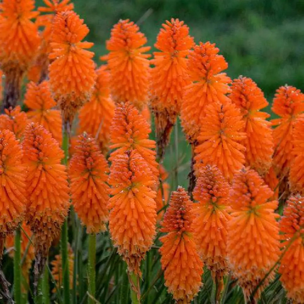 Pyromania® Blazing Orange Red Hot Poker Torch Lily 1 GALLON Perennial