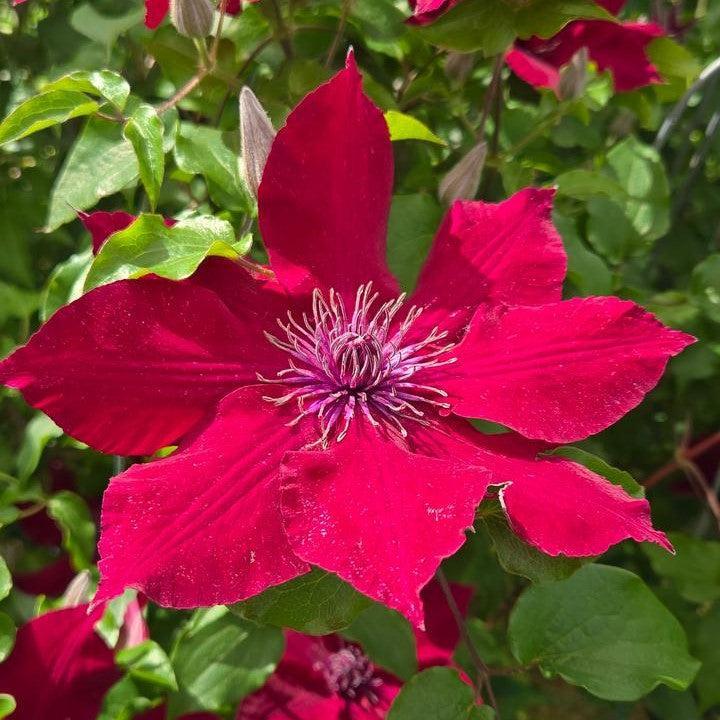 Clematis 'Evipo079' - Nubia™ Clematis