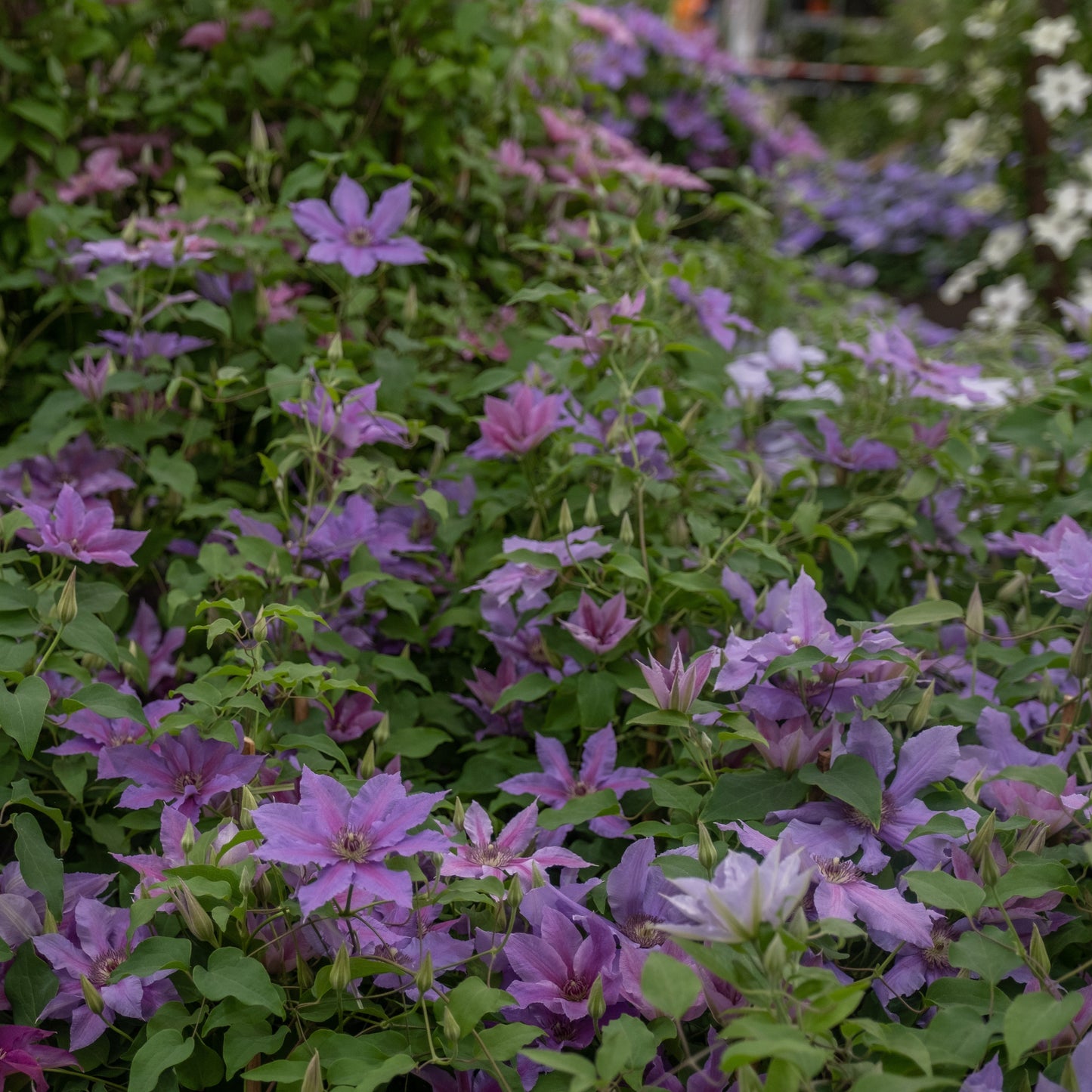 Clematis 'EviGsy151' - Tumaini™ Clematis