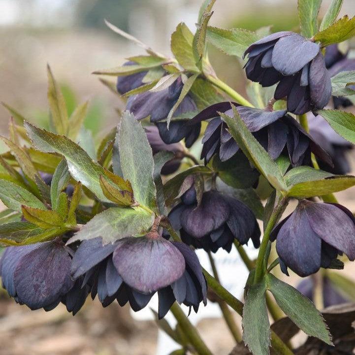 Helleborus 'Dark and Handsome' - Honeymoon® Dark and Handsome Lenten Rose