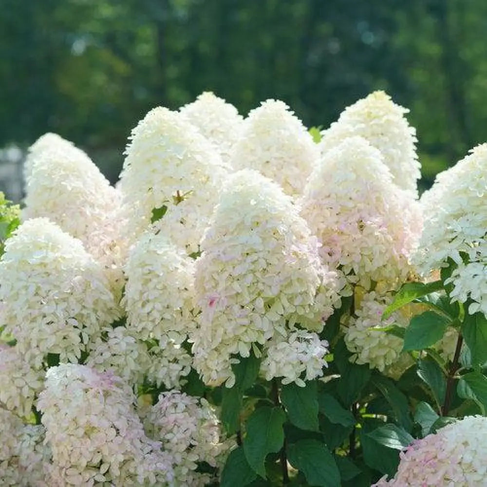 Quick Fire Fab® Hydrangea Shrub