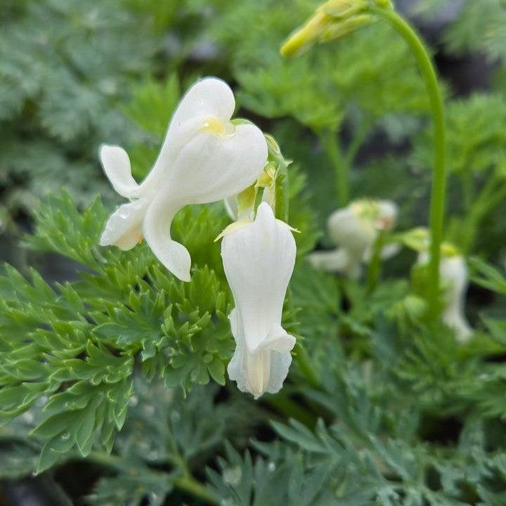 Dicentra 'White Diamonds' - White Diamonds Fern-Leaf Bleeding Heart