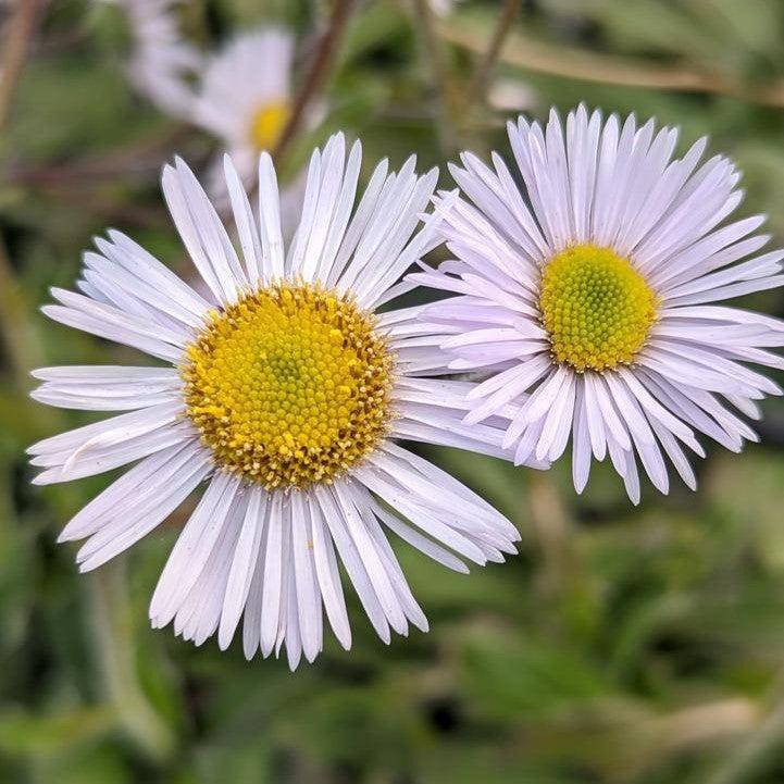 Erigeron pulchellus var. pulchellus 'Lynnhaven Carpet' - Lynnhaven Carpet Robin's Plantain