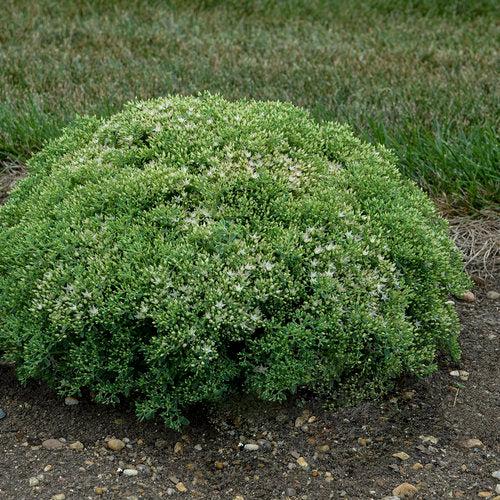 Sedum 'Bundle of Joy' - Rock 'N Round® Bundle of Joy Stonecrop
