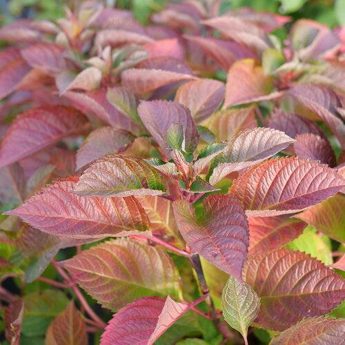 Hydrangea macrophylla 'SMNHMTB' PP35,317 - Let's Dance® Loveable® Hydrangea