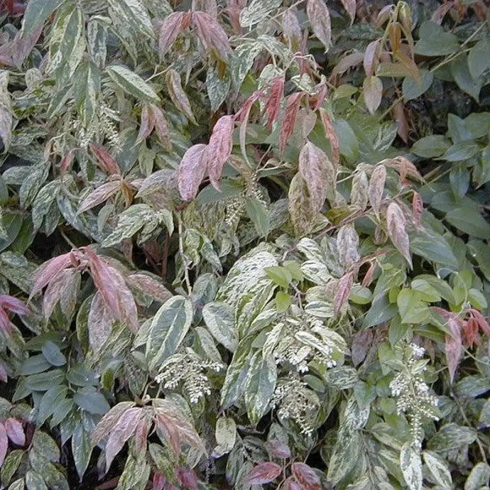 Rainbow Drooping Leucothoe Shrub