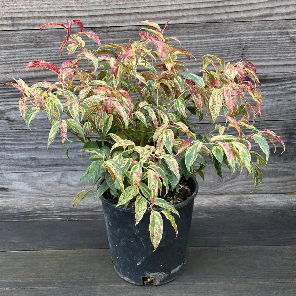 Rainbow Drooping Leucothoe Shrub