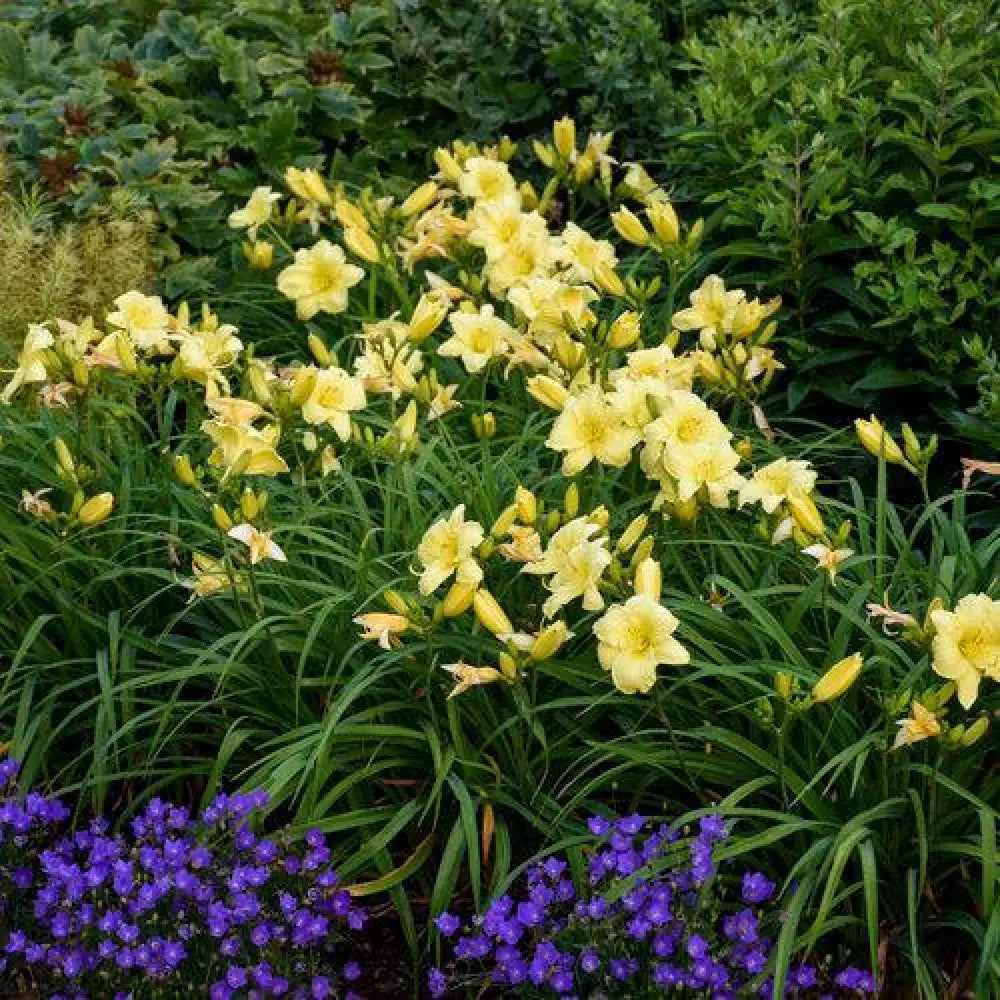 Rainbow Rhythm® Going Bananas Daylily 1 GALLON Perennial