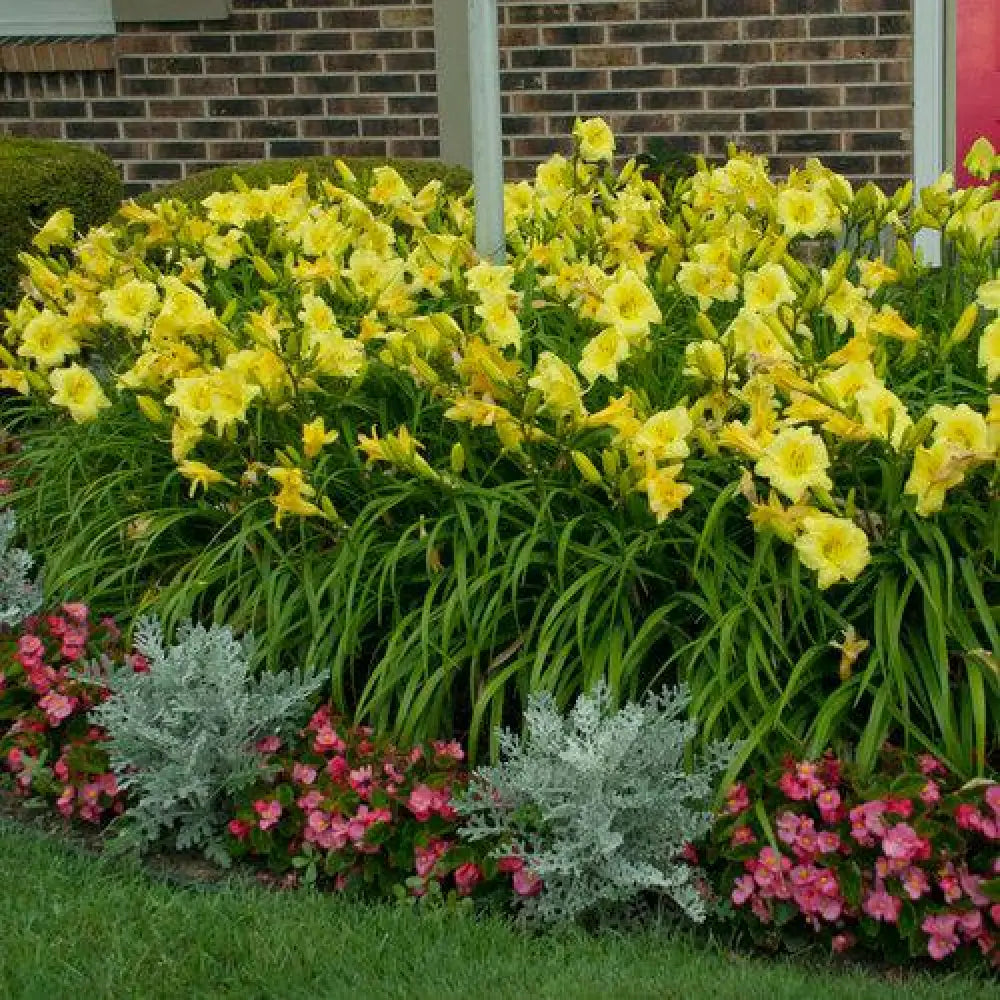 Rainbow Rhythm® Going Bananas Daylily 1 GALLON Perennial