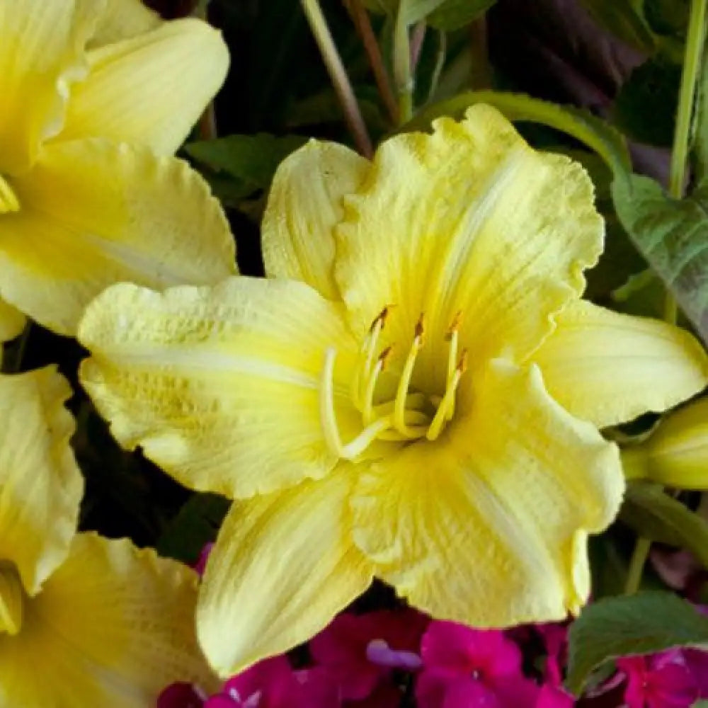 Rainbow Rhythm® Going Bananas Daylily 1 GALLON Perennial