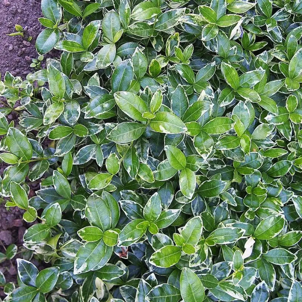 Ralph Shugert Periwinkle 1 GALLON Perennial