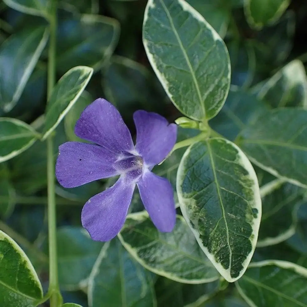 Ralph Shugert Periwinkle 1 GALLON Perennial