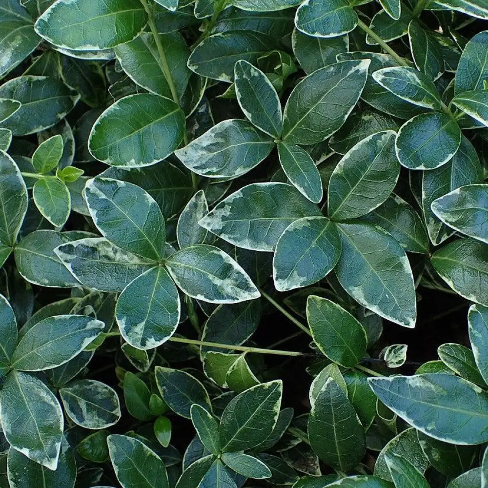 Ralph Shugert Periwinkle 1 GALLON Perennial