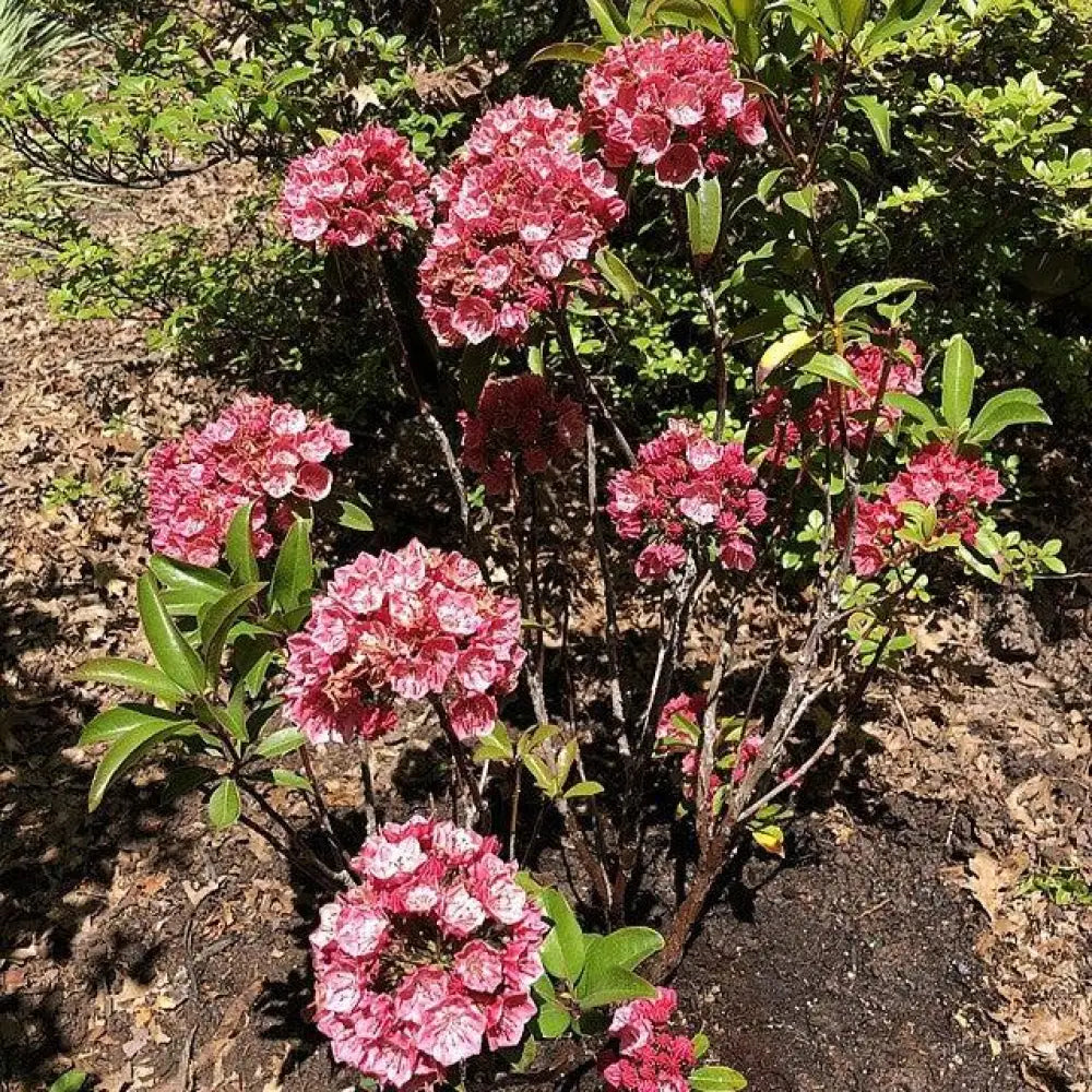 Raspberry Glow Mountain Laurel Shrub
