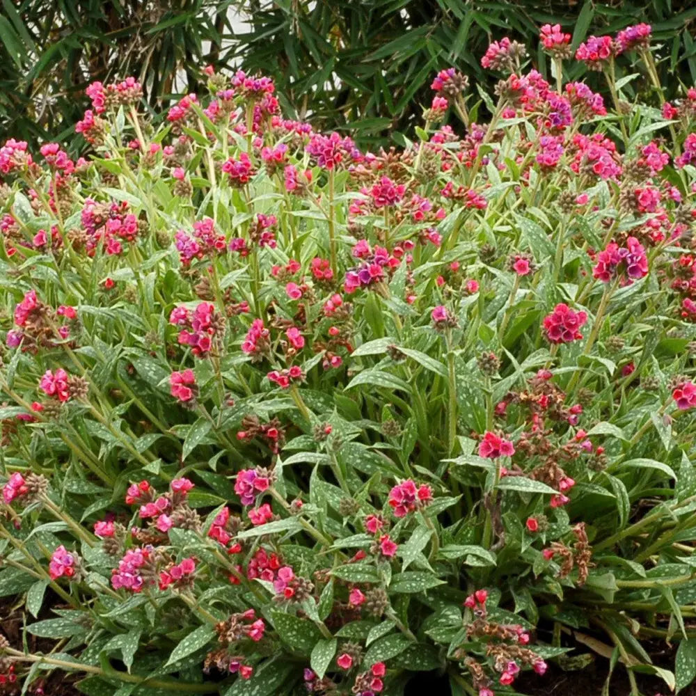 Raspberry Splash Lungwort 1 GALLON Perennial